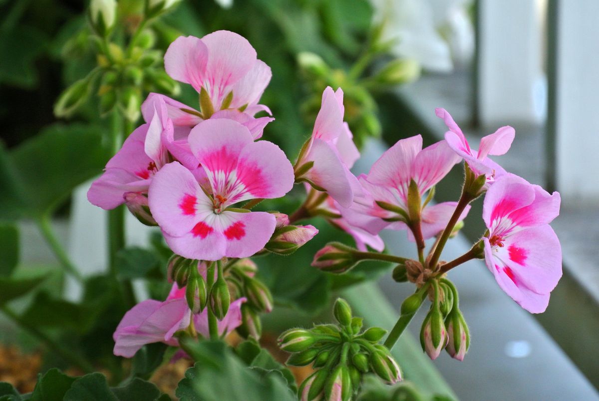 今日の花便り。③ (18/05/12) (^-^)