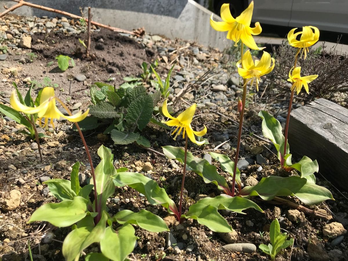 春の花が咲いてます