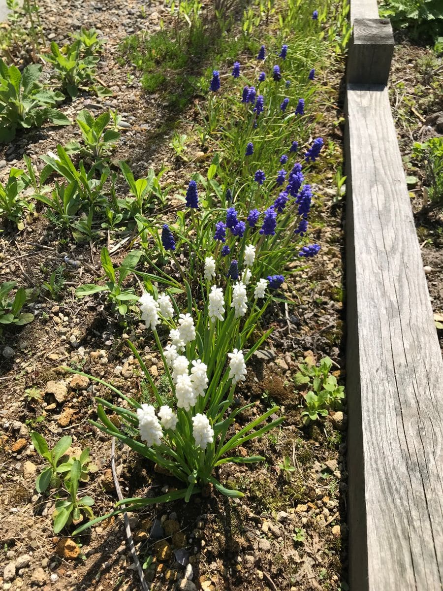 春の花が咲いてます