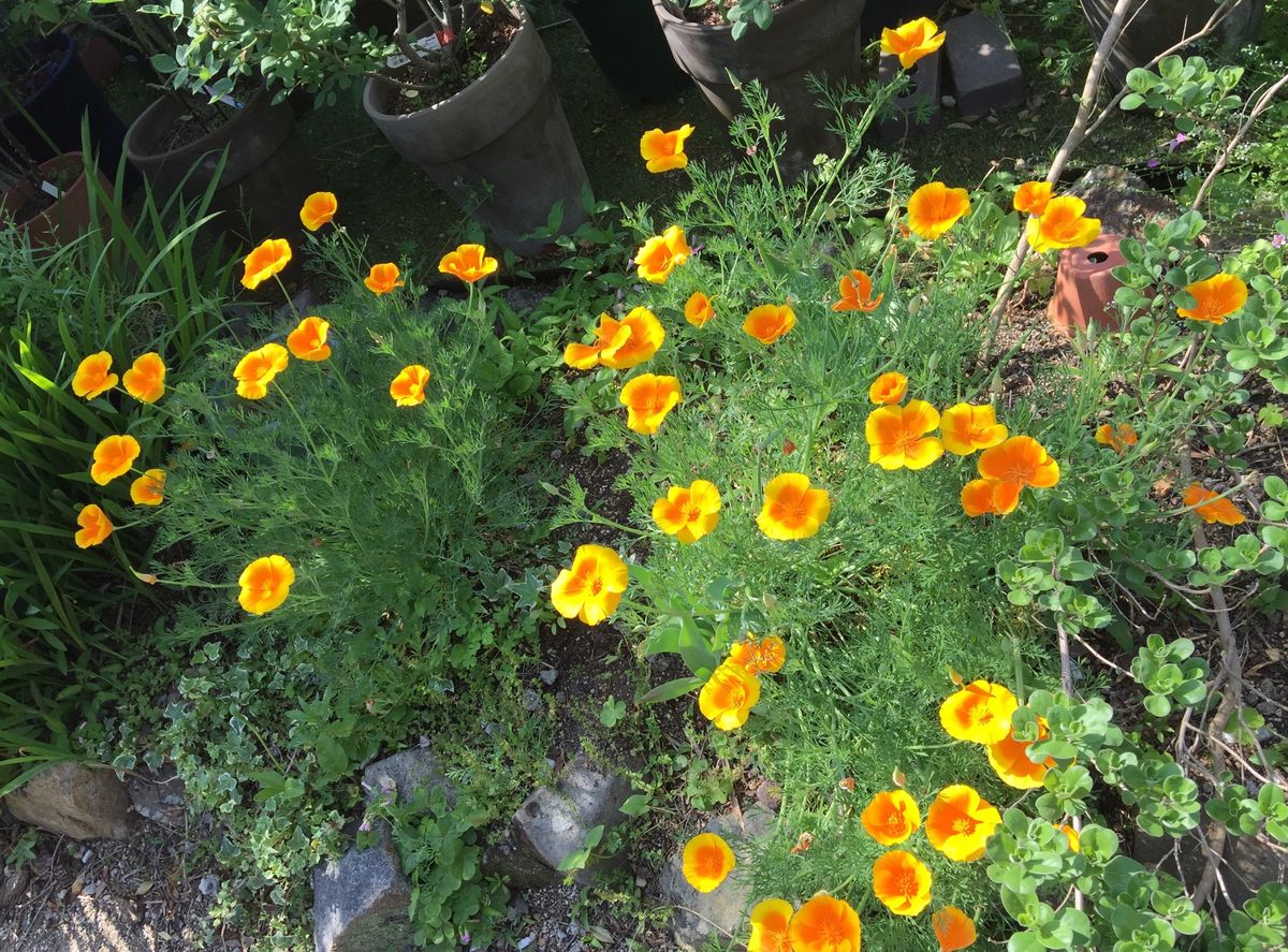 今日の花