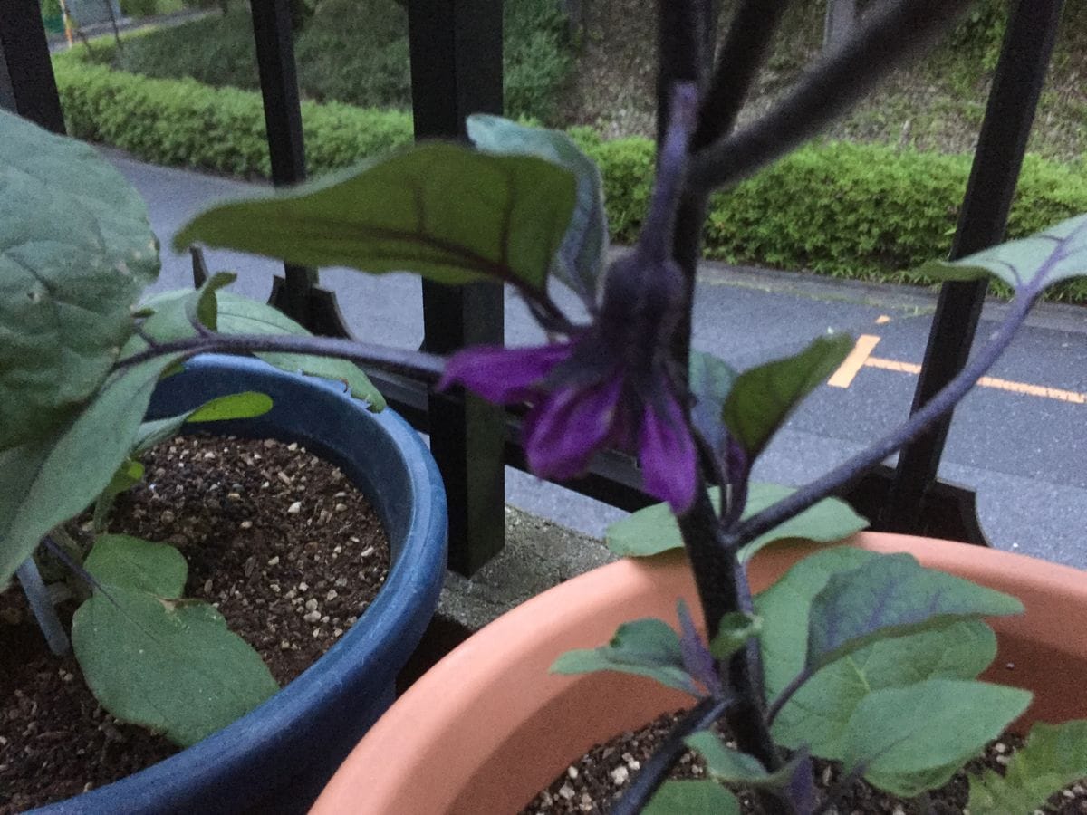 ツツジの剪定と茄子の芽かき