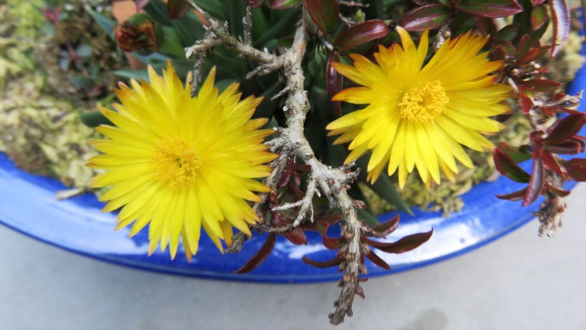 寄せ植え 金芽欅 百日紅チカソー 三時草