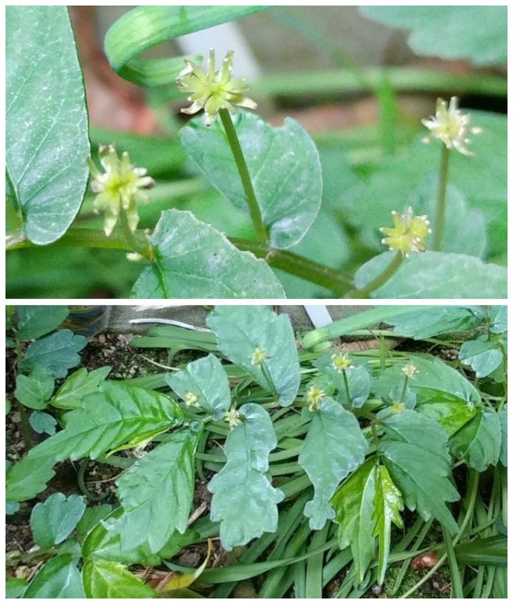 出たよ！カツオブシムシ😒　教えて下さい🌿