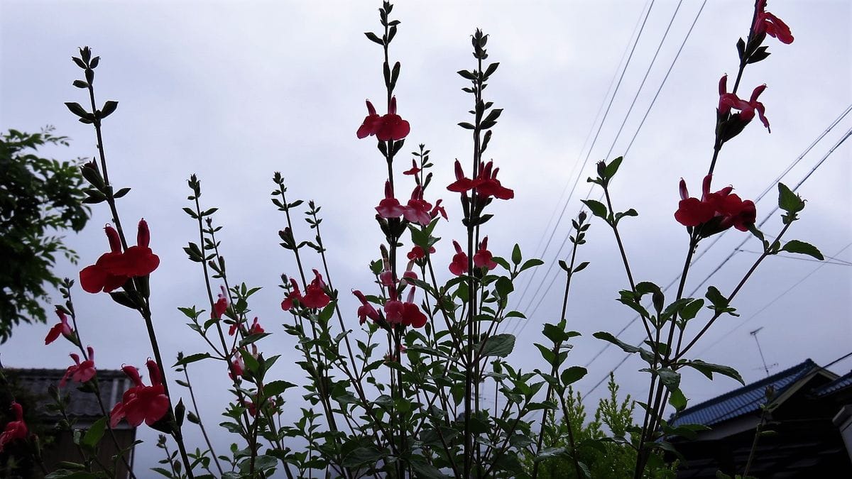 見飽きた花も見方変えれば新鮮～