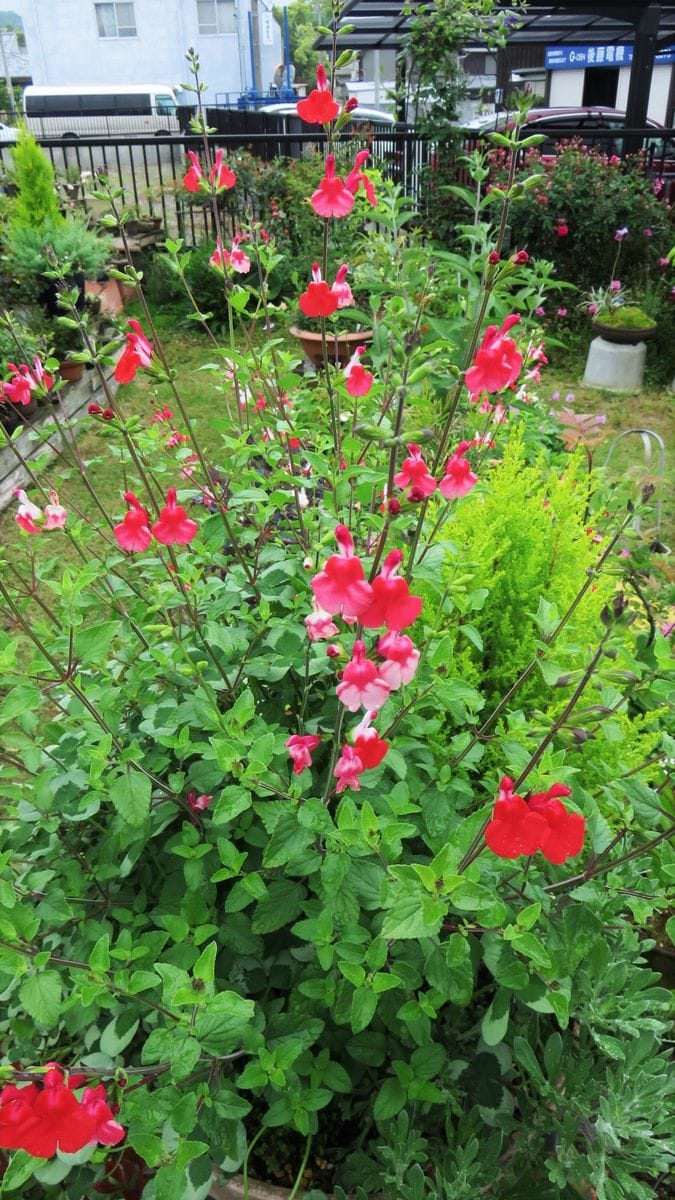 見飽きた花も見方変えれば新鮮～