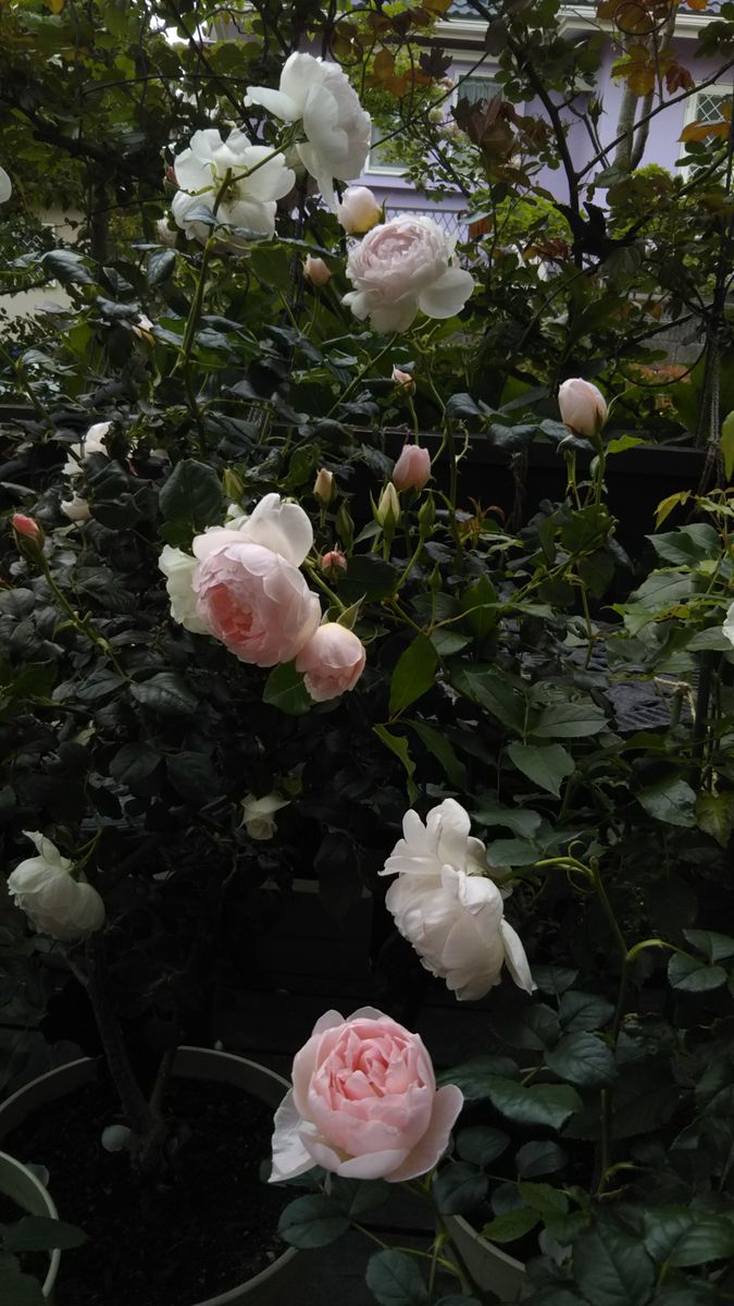 ウッドデッキの上で咲く薔薇さんたち その２🥀