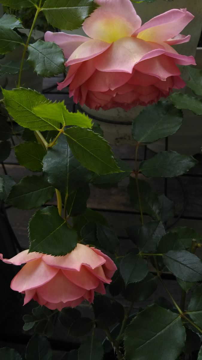 ウッドデッキの上で咲く薔薇さんたち その２🥀