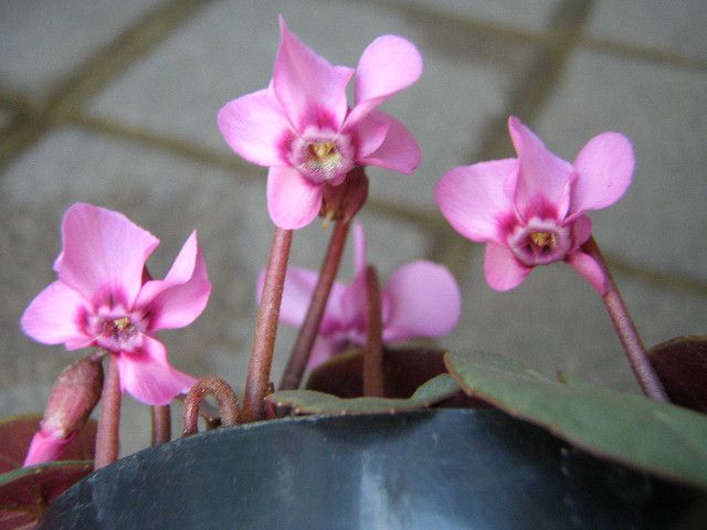 まだ植えていないモノ