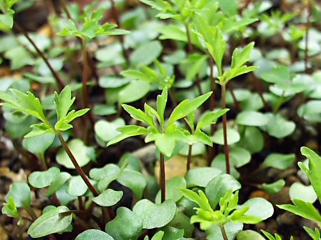 芽が出た🌱