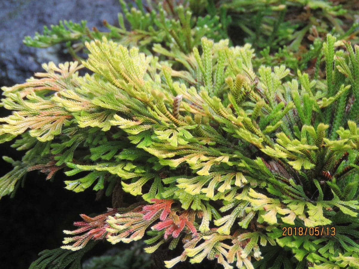 苔庭・雨の日のイワヒバとつくばい