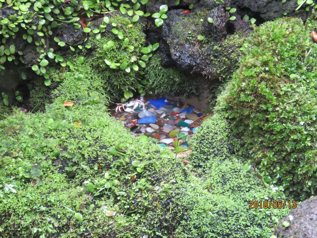 苔庭・雨の日のイワヒバとつくばい