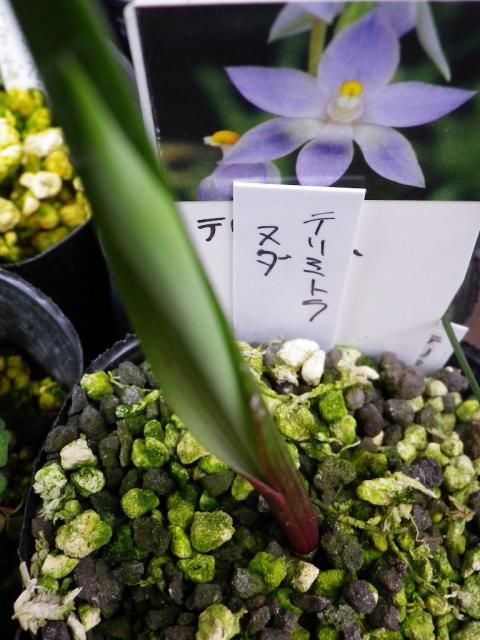 テリミトラの花芽