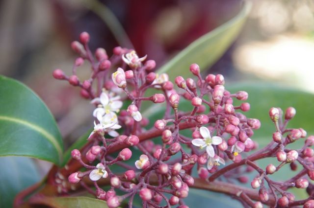 シキミアの花が咲いたよ