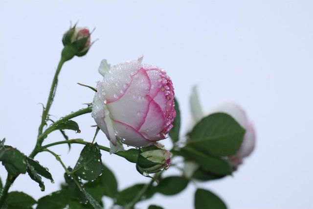 雨降り