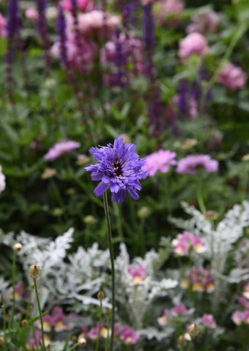 庭の草花