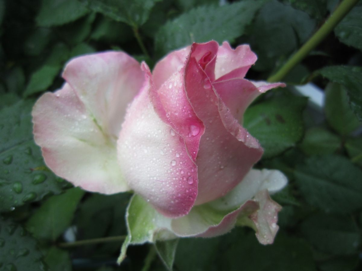 雨に濡れた薔薇たち！！