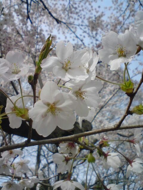 桜。