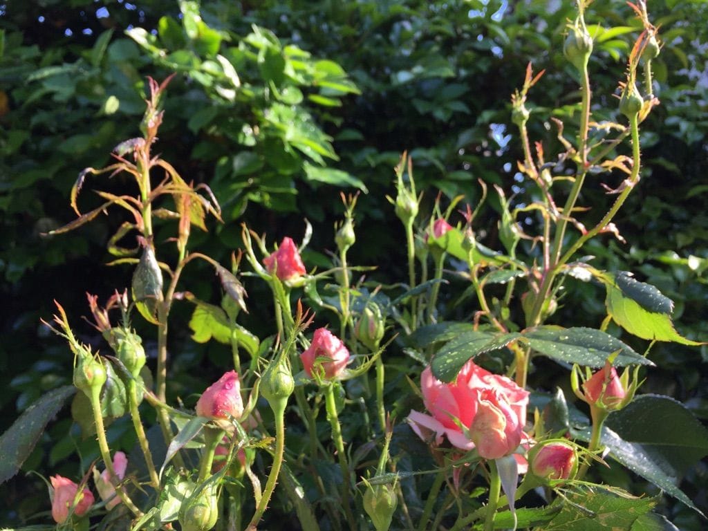 バイピンク（仮名）の一番花｡♥｡･ﾟ♡ﾟ･｡♥｡･ﾟ♡ﾟ･｡♥｡