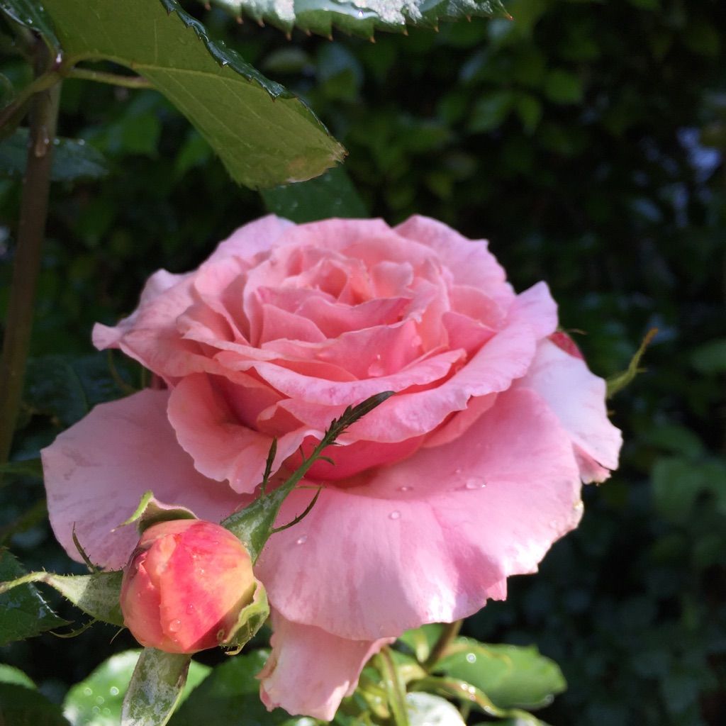 バイピンク（仮名）の一番花｡♥｡･ﾟ♡ﾟ･｡♥｡･ﾟ♡ﾟ･｡♥｡