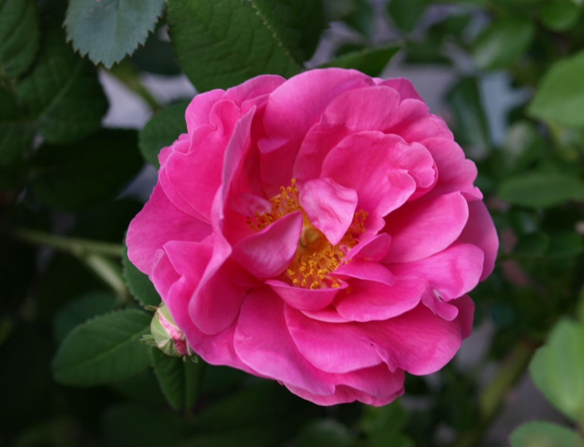 今年もそろった三種の薔薇