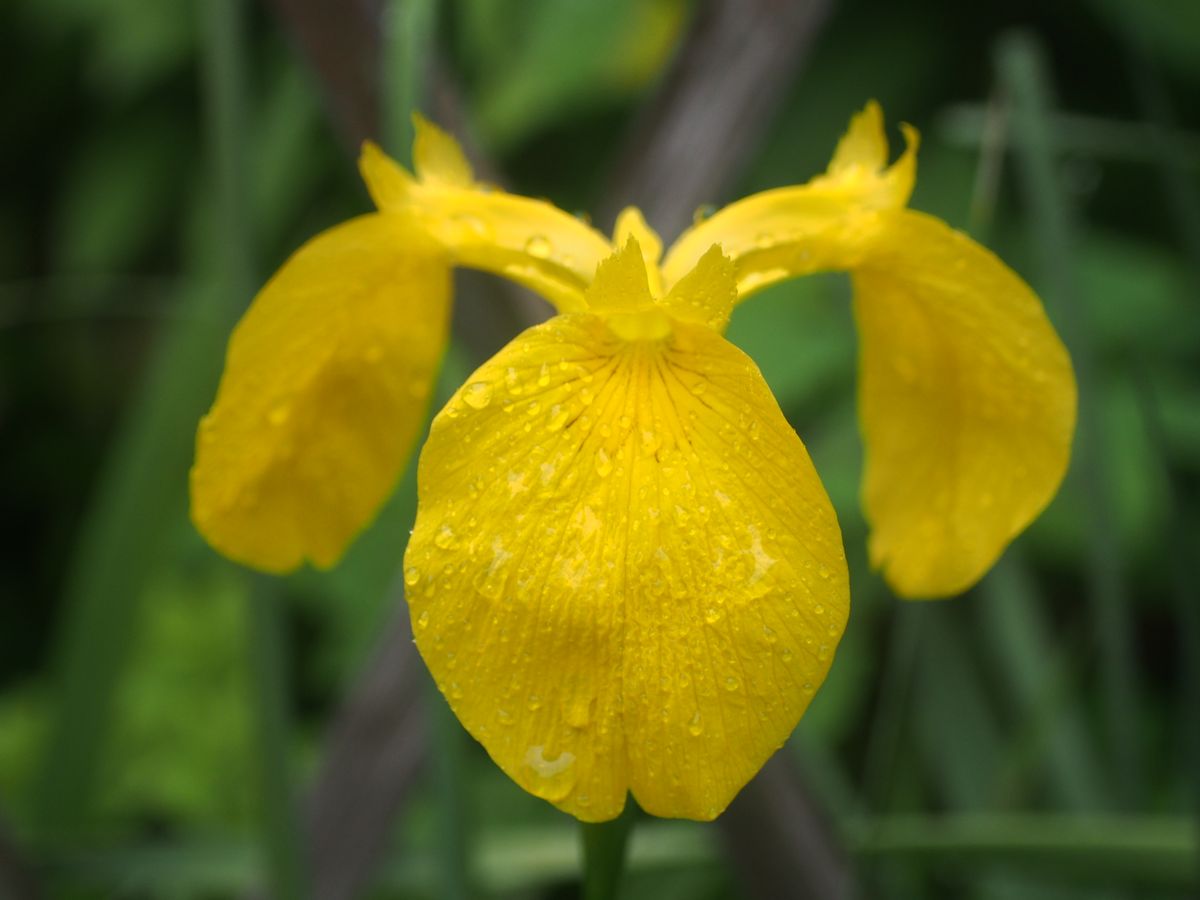 花盛りですよ、我が家も。