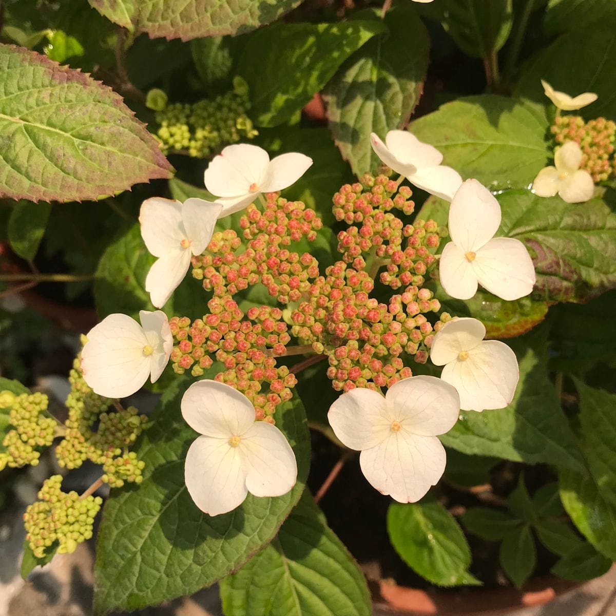 山紫陽花「紅」❣️