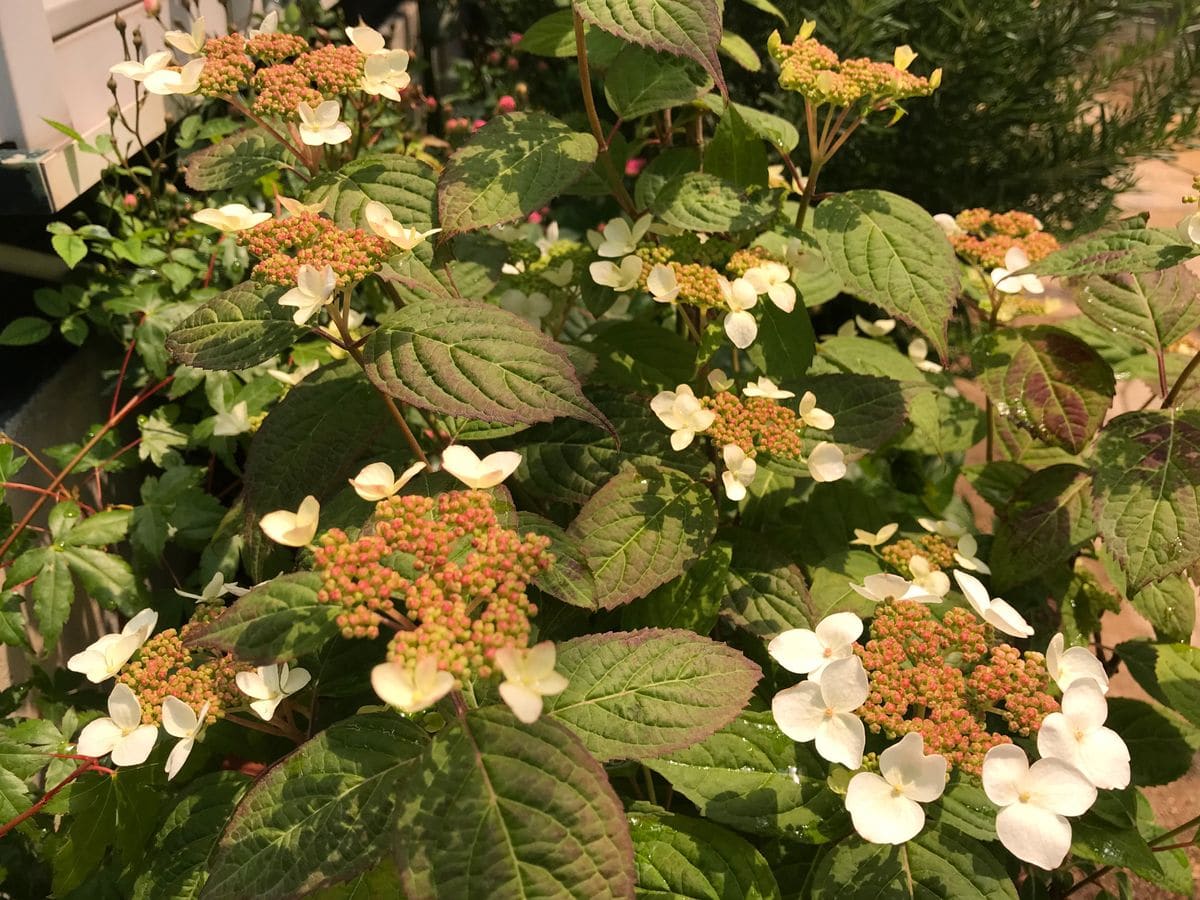 山紫陽花「紅」❣️