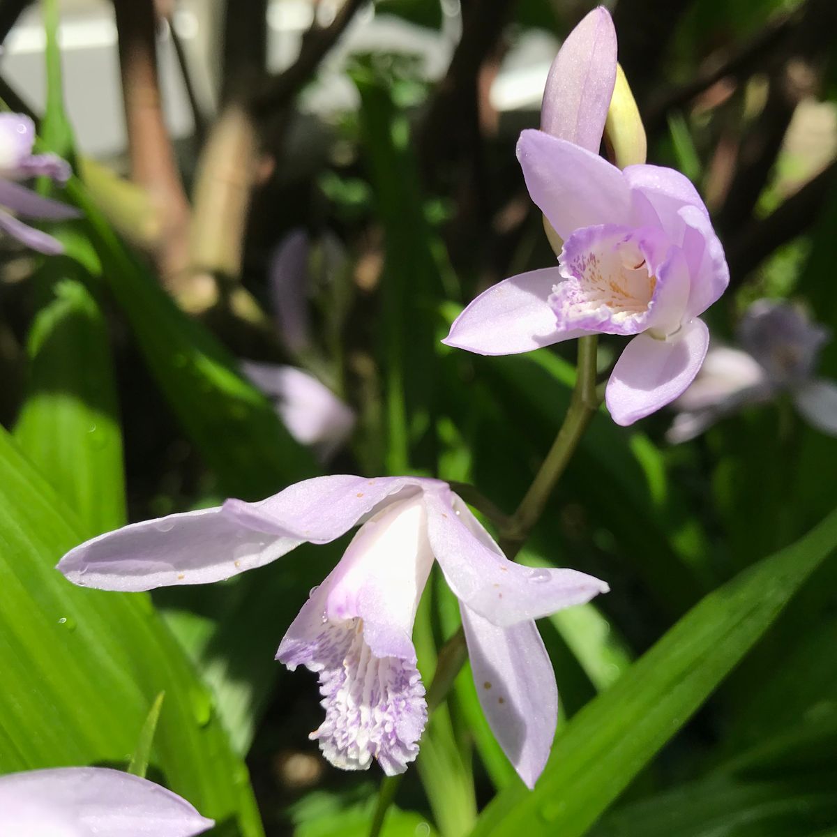 青花シラン「紫式部系」❣️