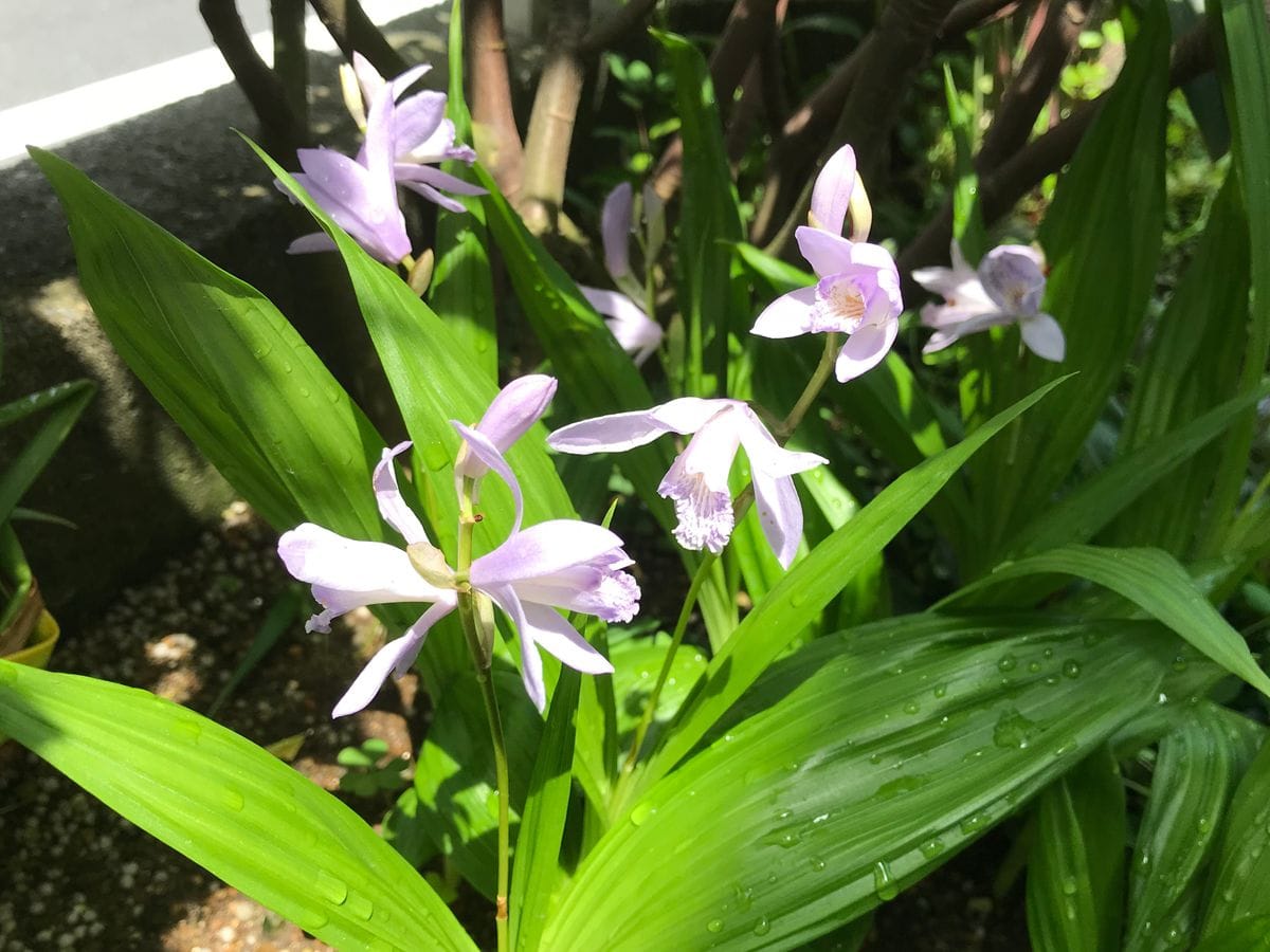 青花シラン「紫式部系」❣️