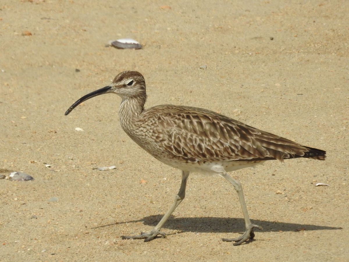 鳥三昧。