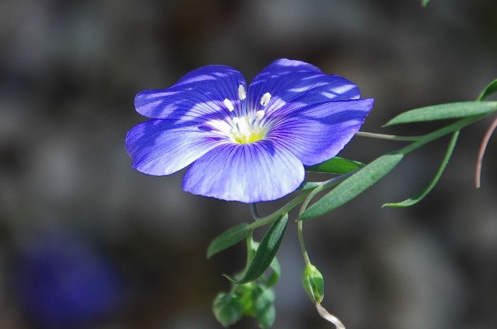 青花系の植物が開花中です。１/２