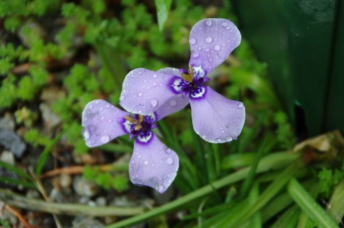 青花系の植物が開花中です。１/２