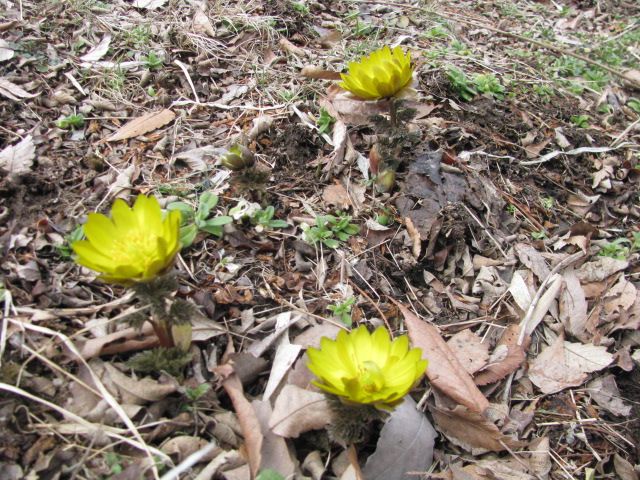 野草園にどうぞ　Ｎｏ．１（野草園長のブログです）