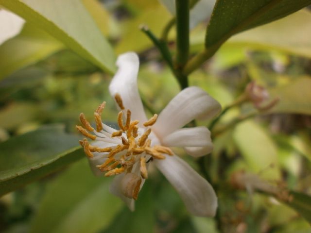 柑橘類の花