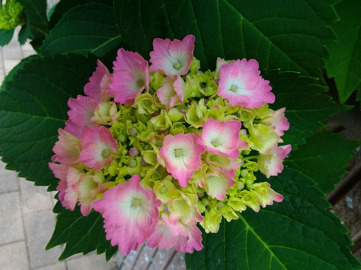 じゃがいもの試し掘り＆落花生の種まき～🎵