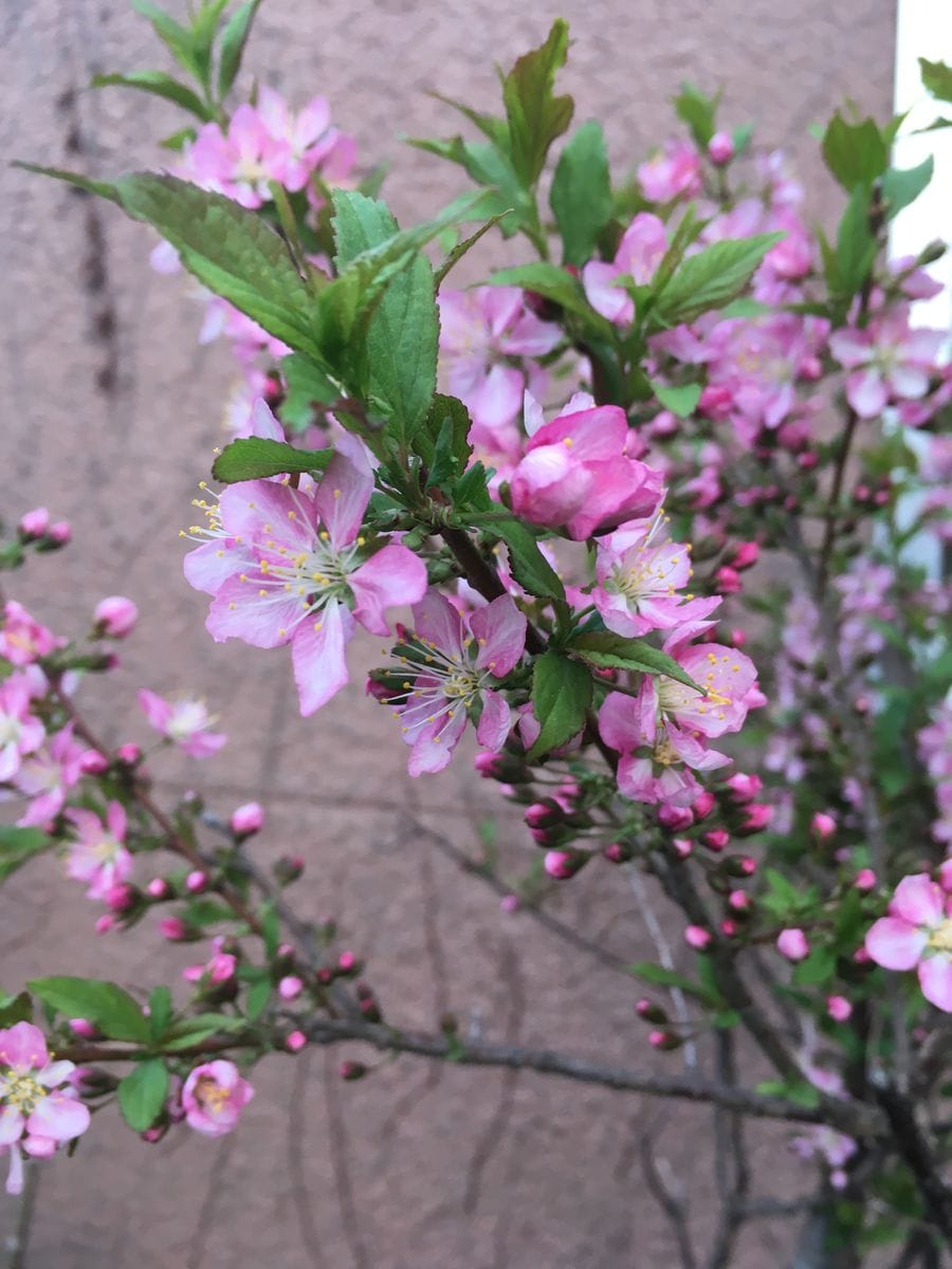 花ひらく