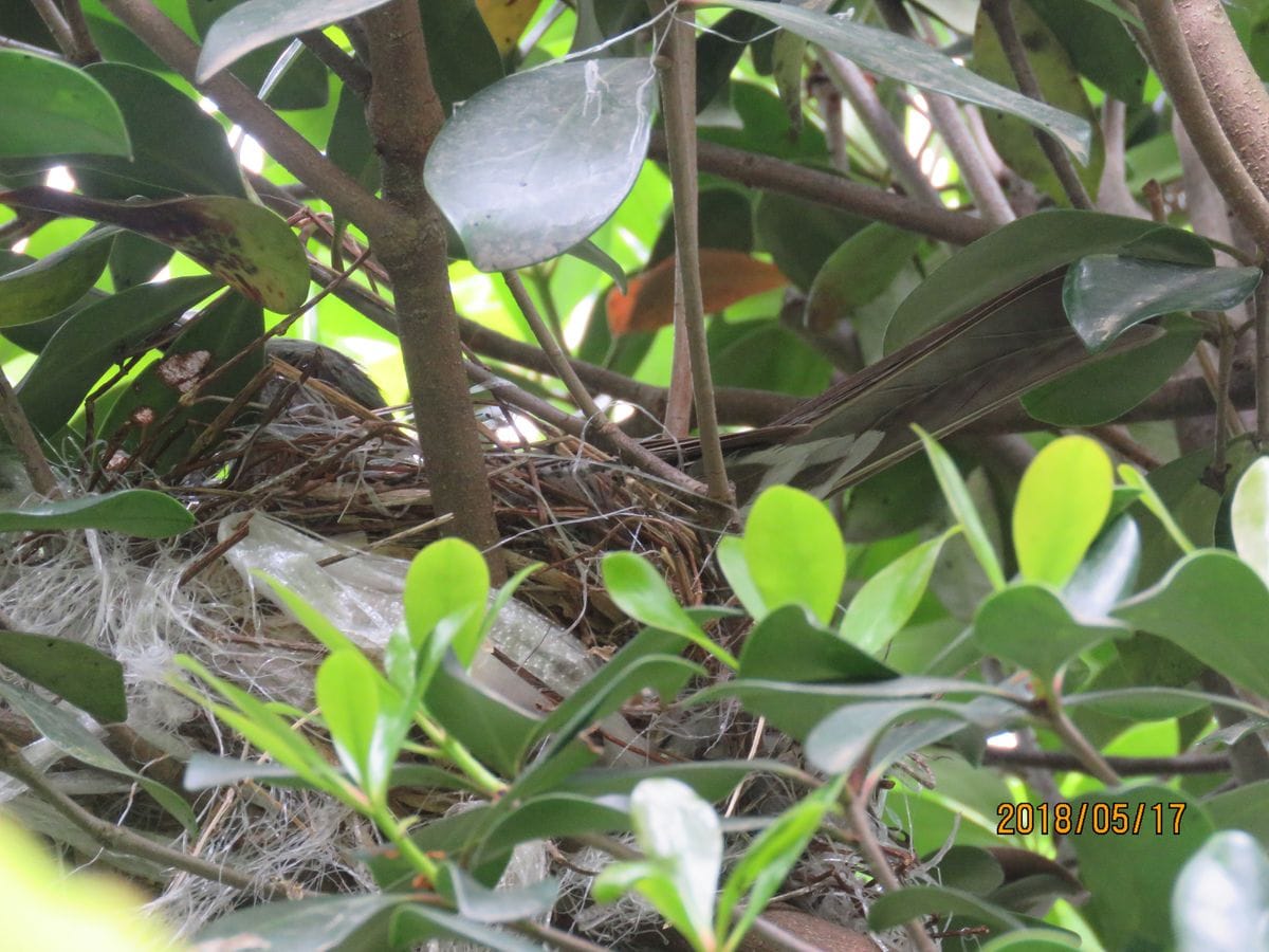 苔庭・モッコクの木でヒヨドリが抱卵中