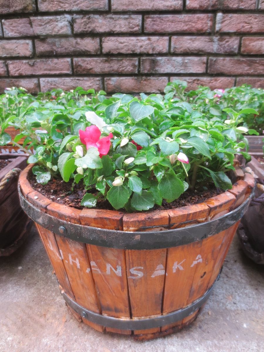 夏用花壇の準備と鉢植え