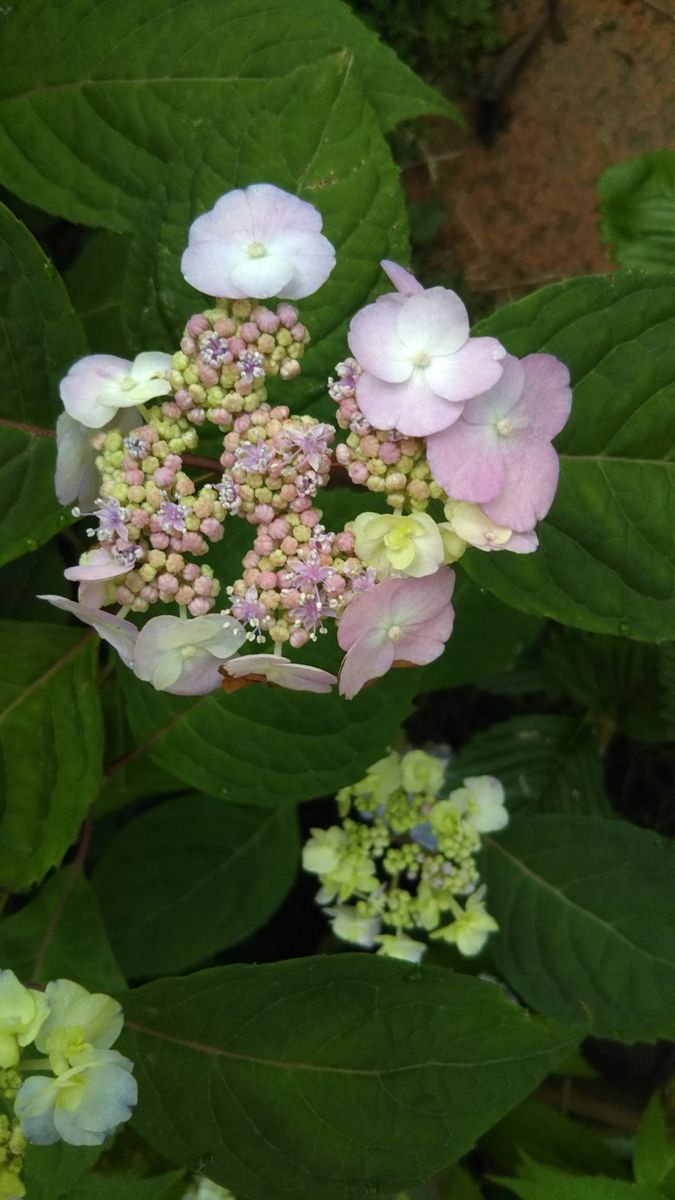 八重咲き甘茶とアジアンビューティー💮