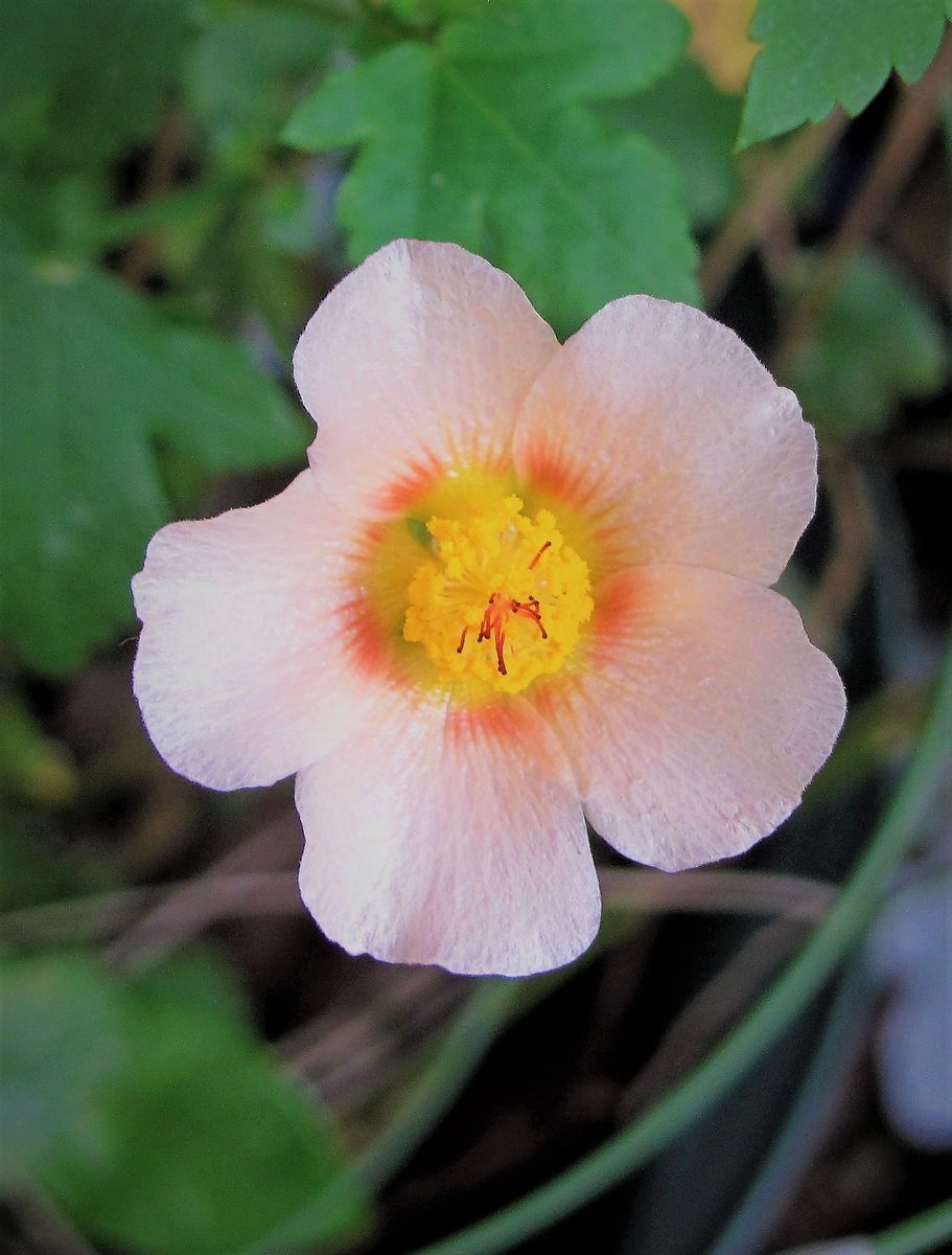 庭の小花