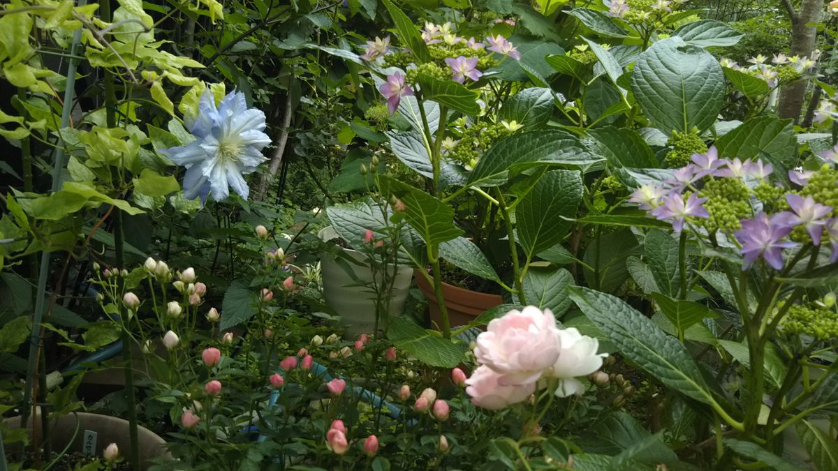 ５月の庭の花ばな💮