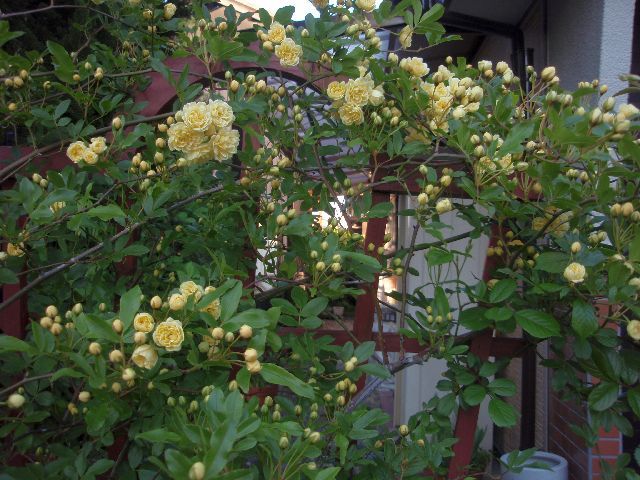 黄モッコウとコデマリ開花。