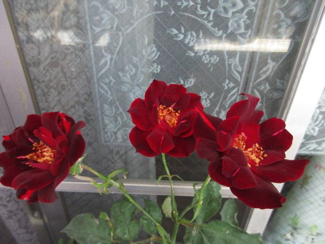 家の薔薇と猫ショウ…?