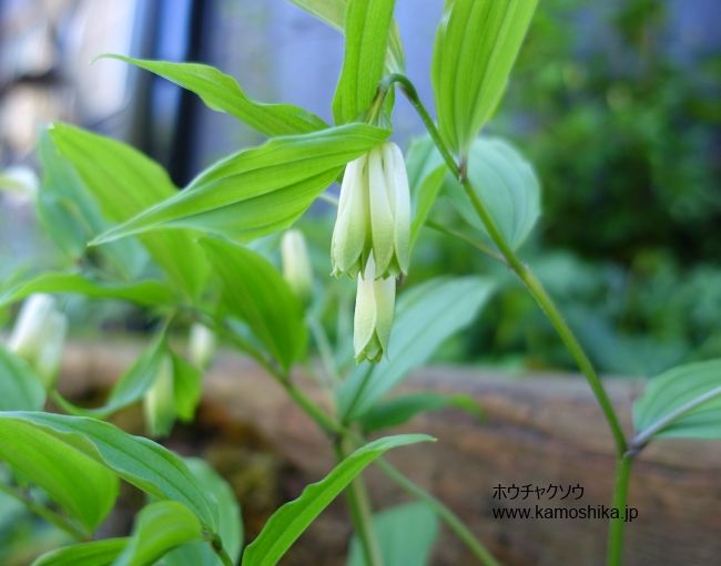 庭の花達　NaturalGarden