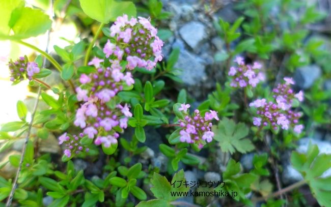 庭の花達　NaturalGarden