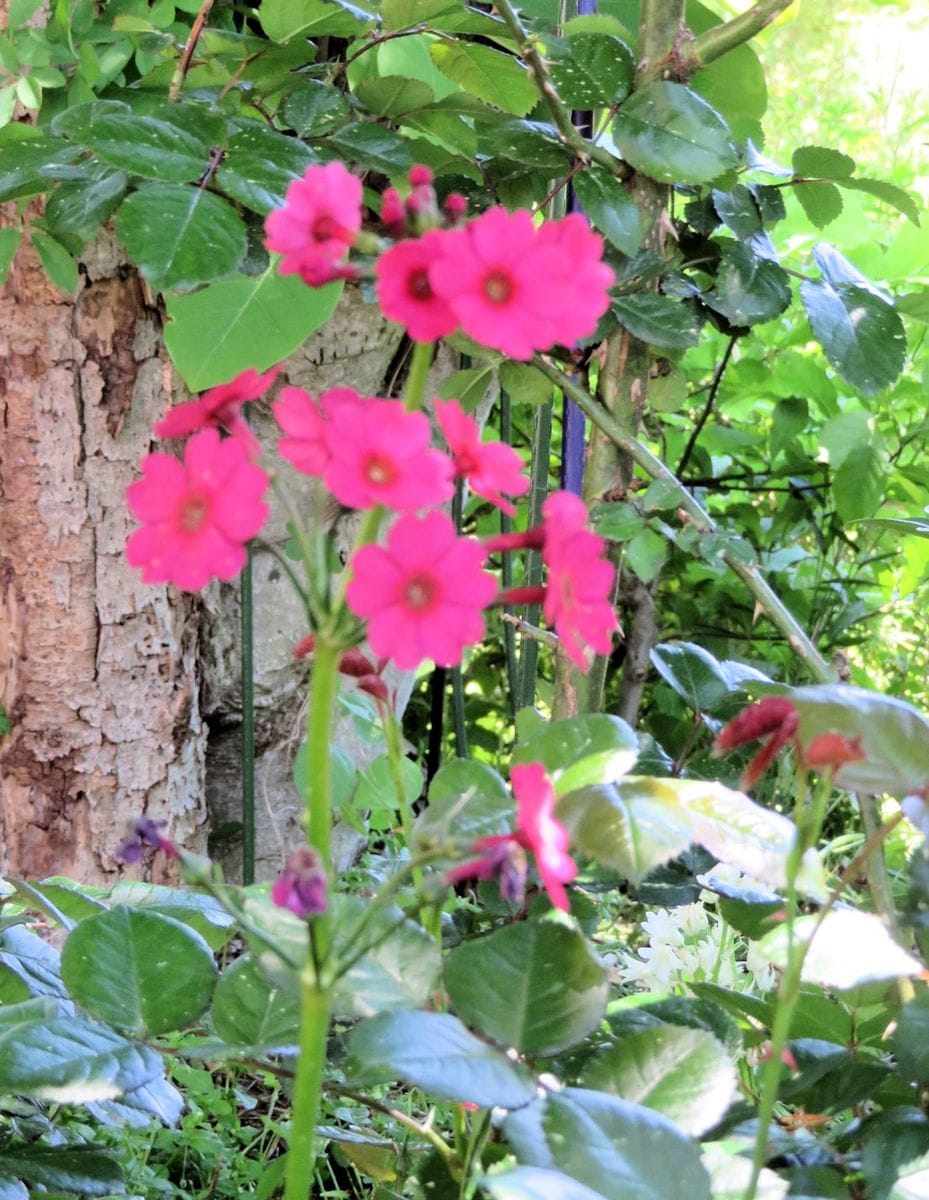 今日の花　(18.5.20)