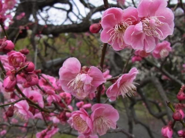 神代と大船植物園・靖国神社