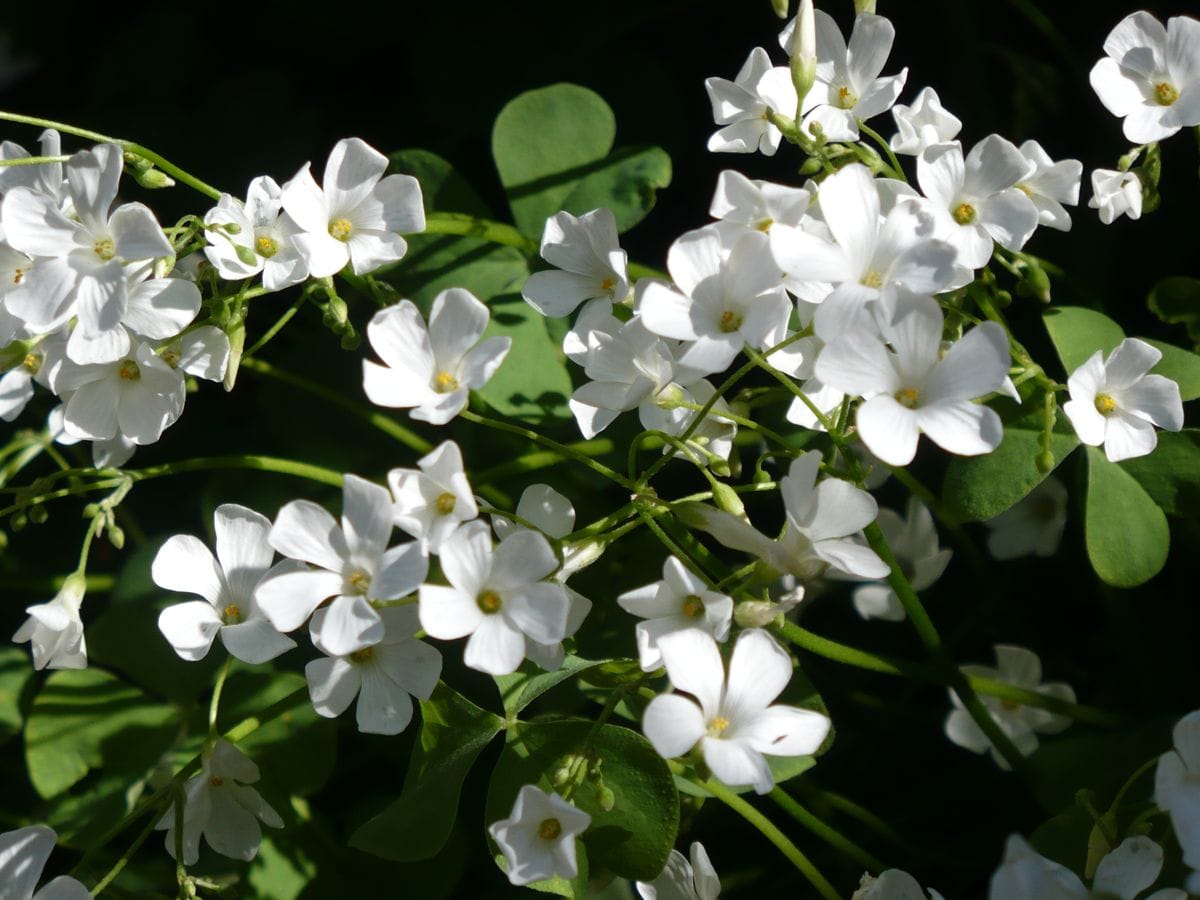 庭の花