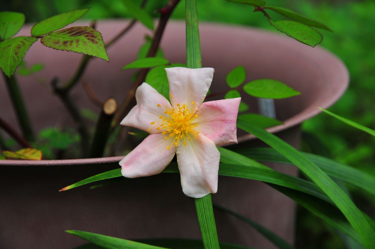 薔薇八重山乙女誤り、ムタビリス