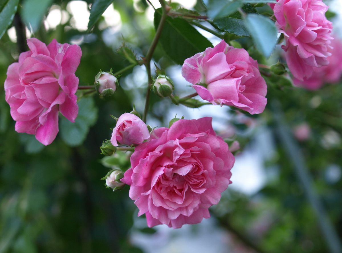 遅咲きの薔薇も咲きはじめて…